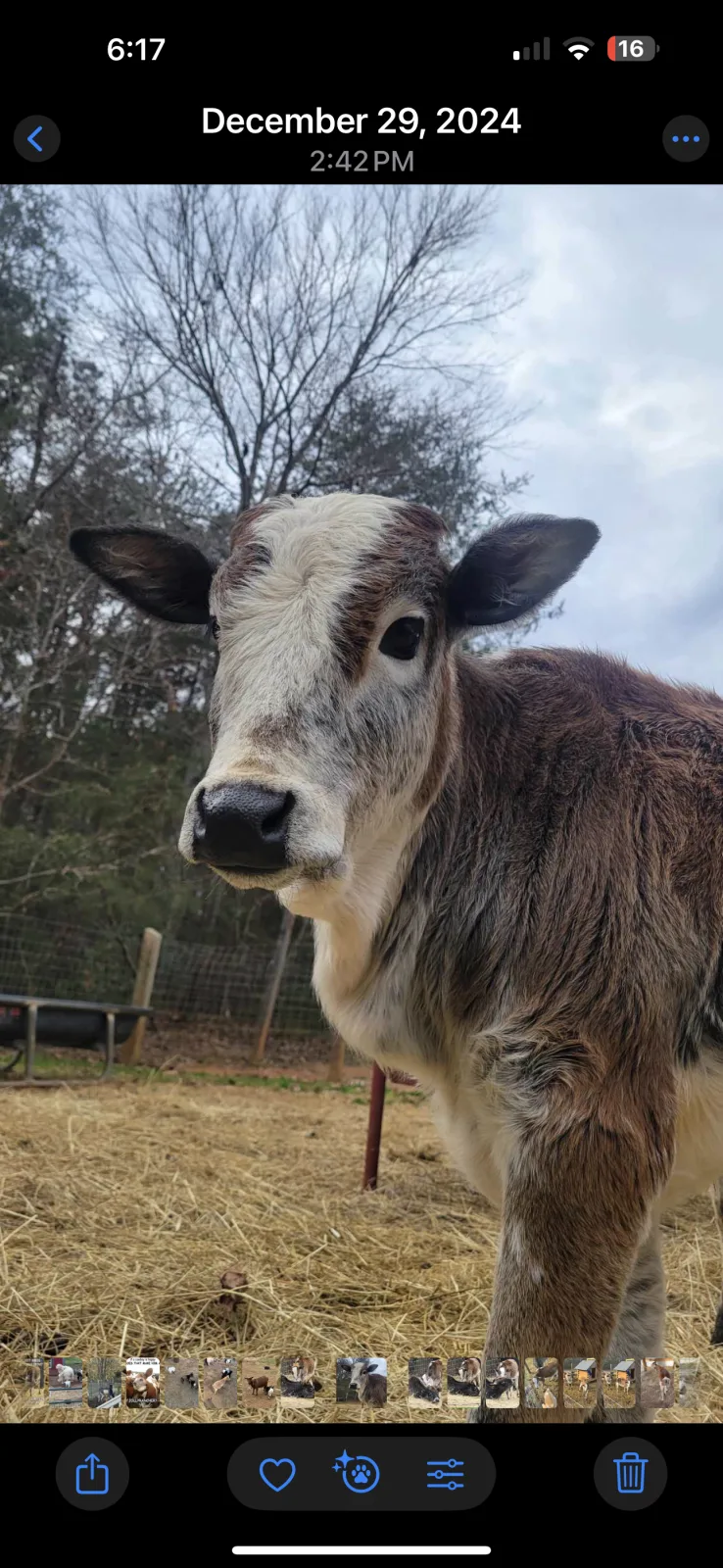 Handsome Miniature Zebu Bull - 200 lbs - Excellent Breeding Potential