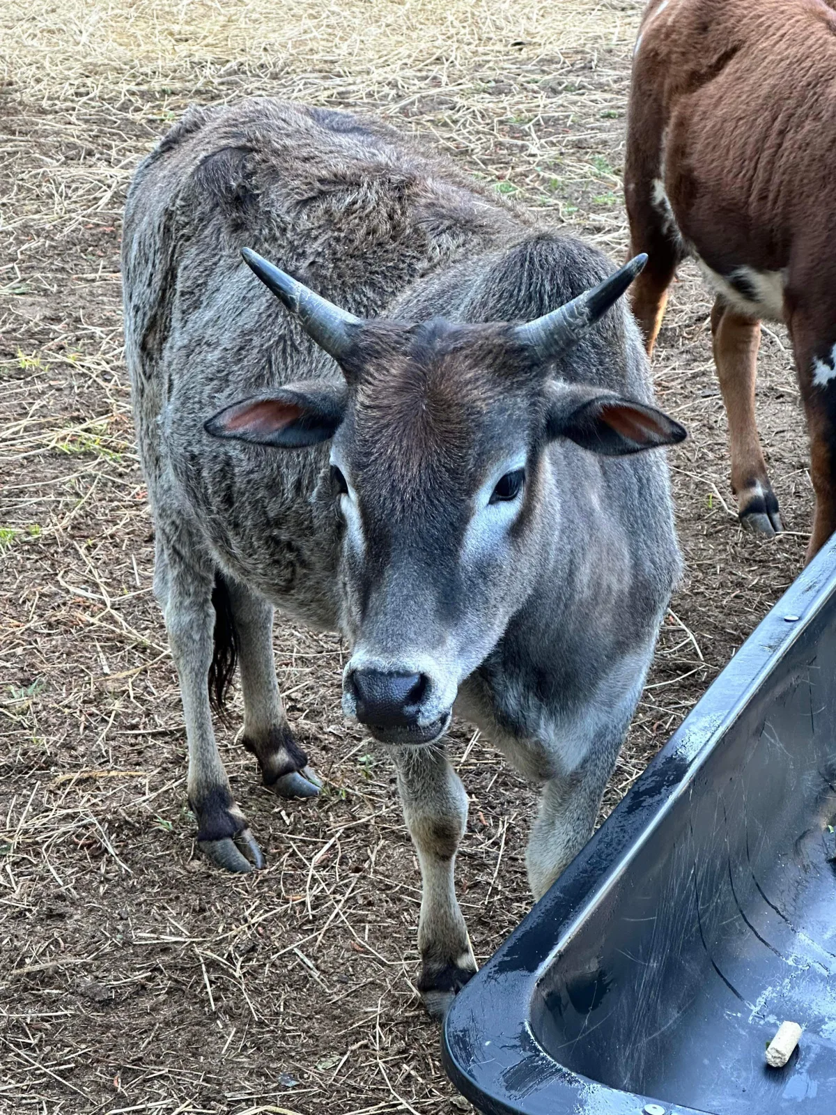 Gentle 450lb Miniature Zebu Steer - Perfect Small Farm Addition