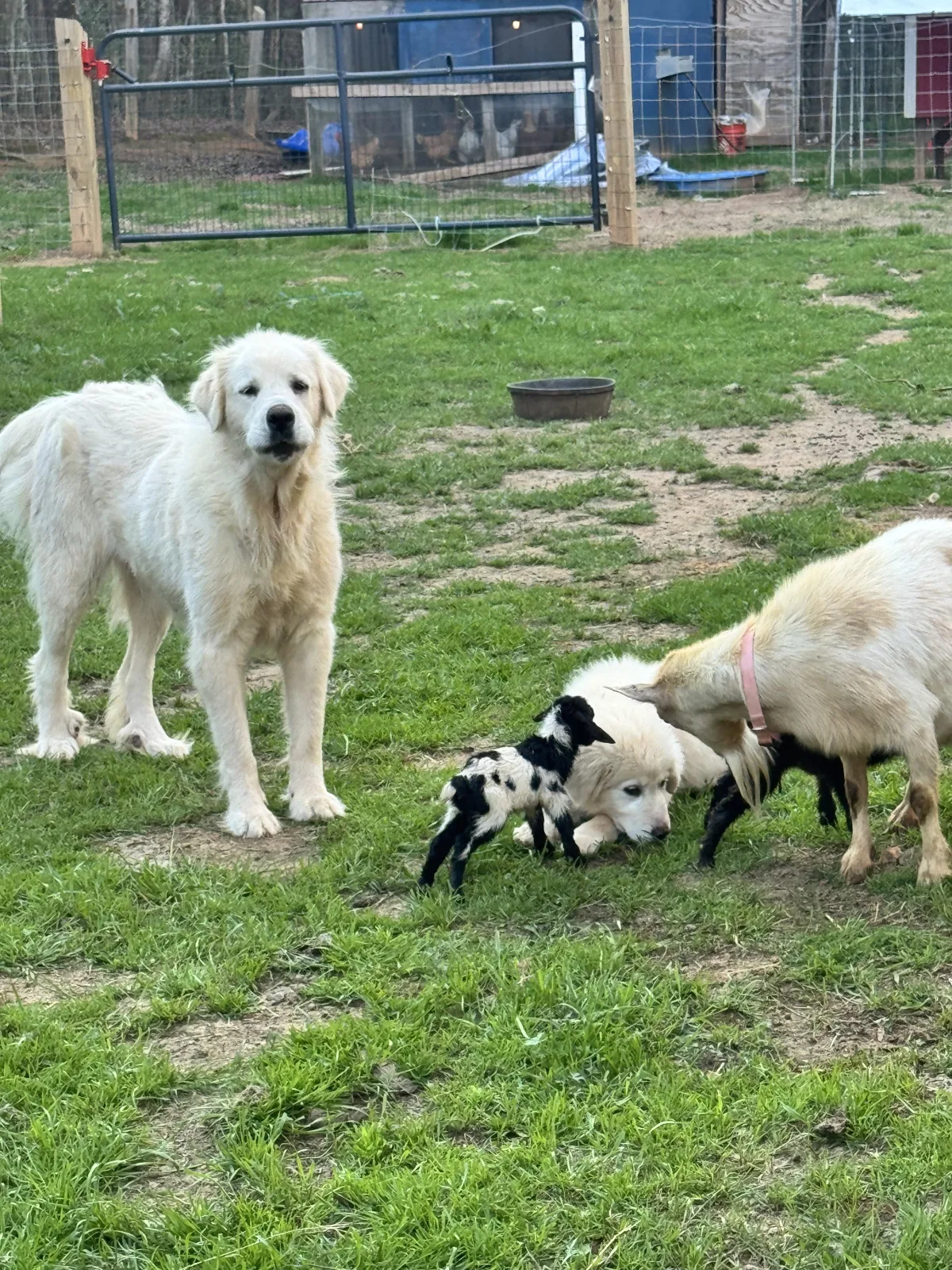 Dixie's Jul 2026 Litter
