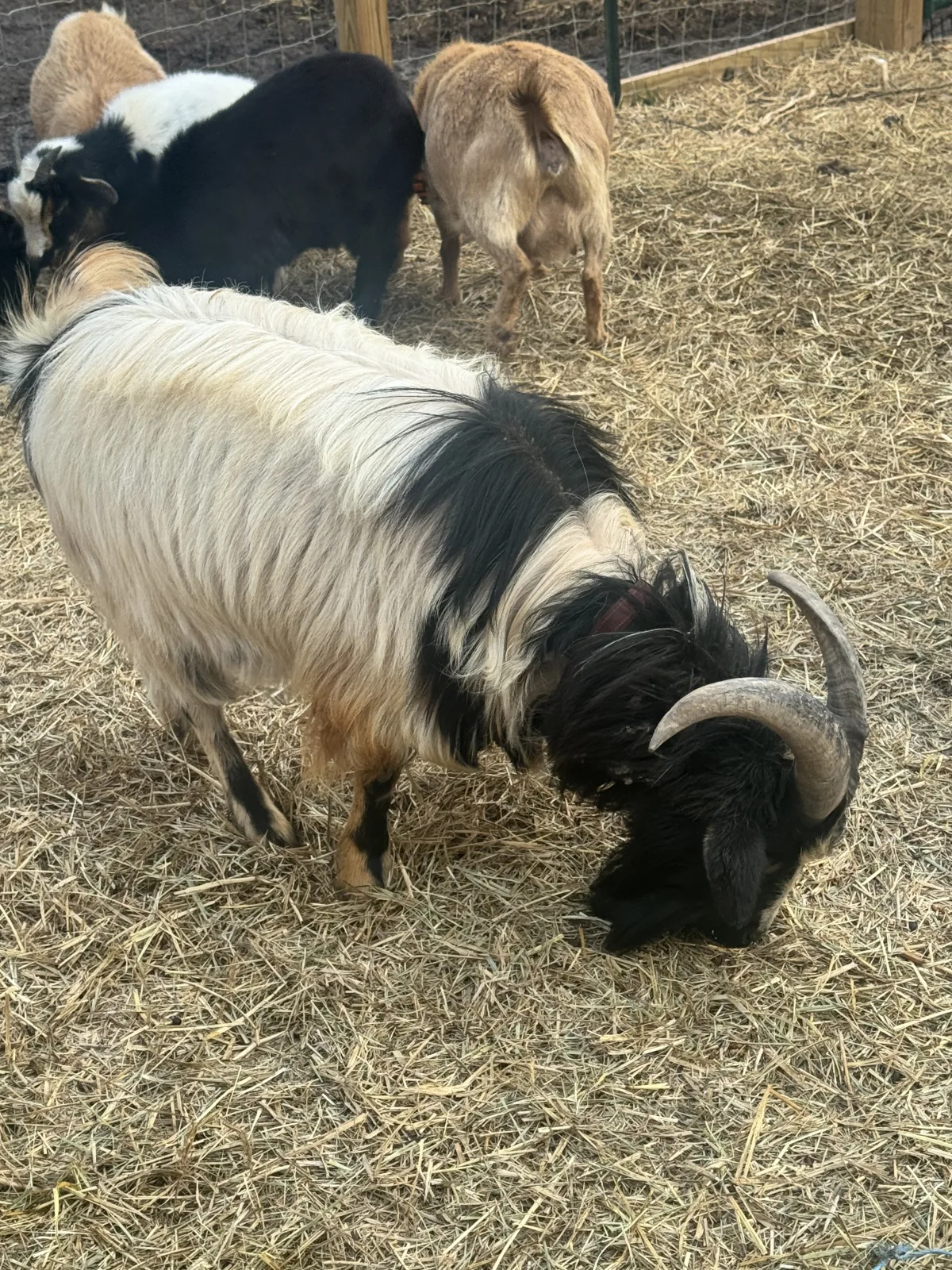 Swap: Elvis (Nigerian Dwarf)