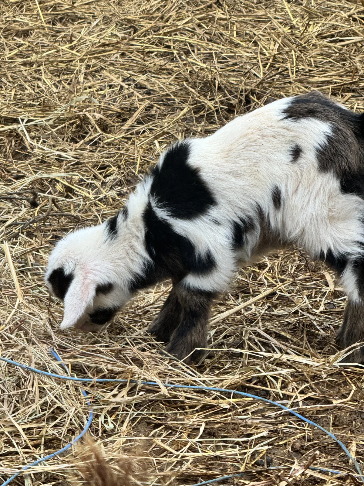 Adorable Nigerian Dwarf Doe Kid - Beautiful Black & White Markings