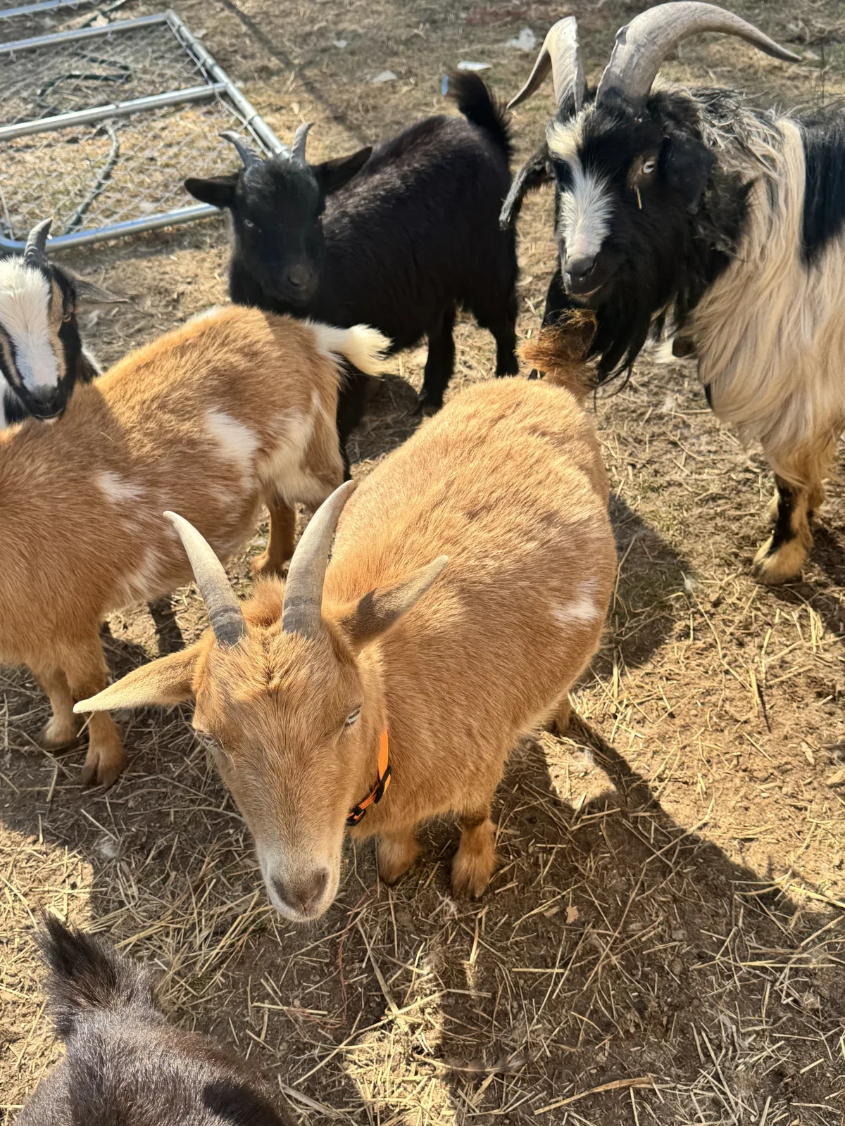 Swap: Audrey (Nigerian Dwarf)