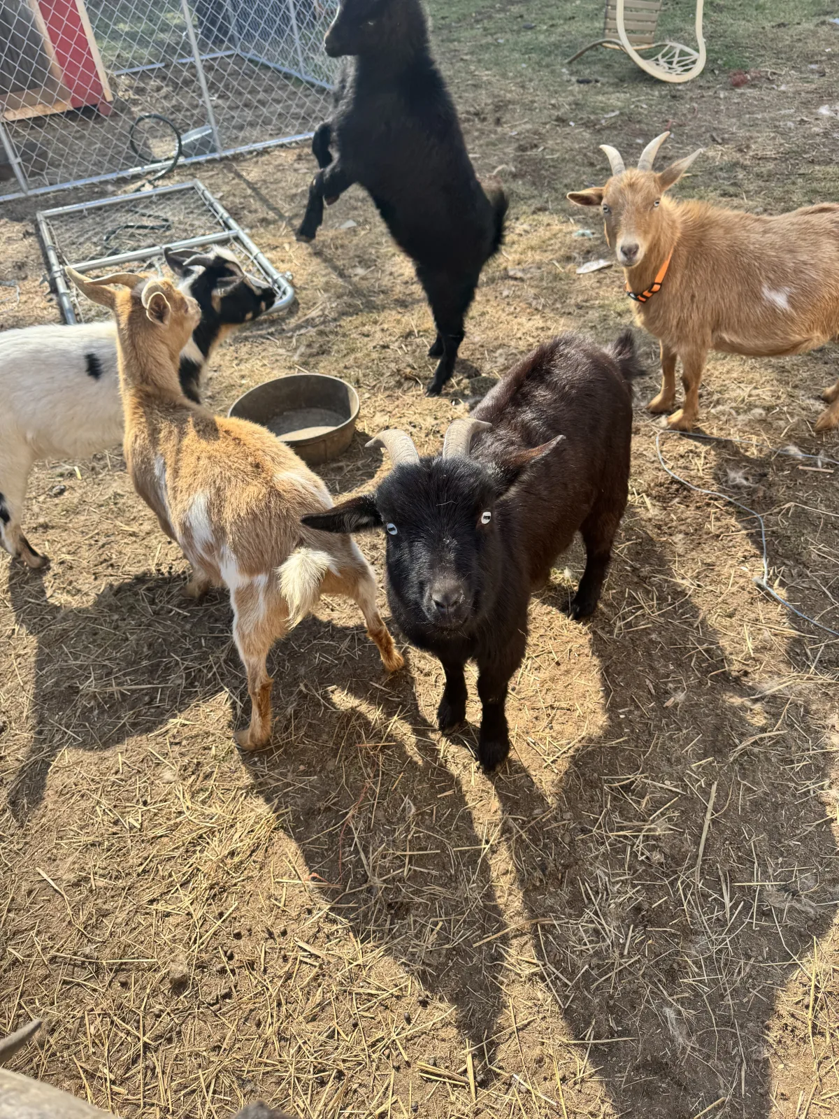 Casper — Goat (Nigerian Dwarf)