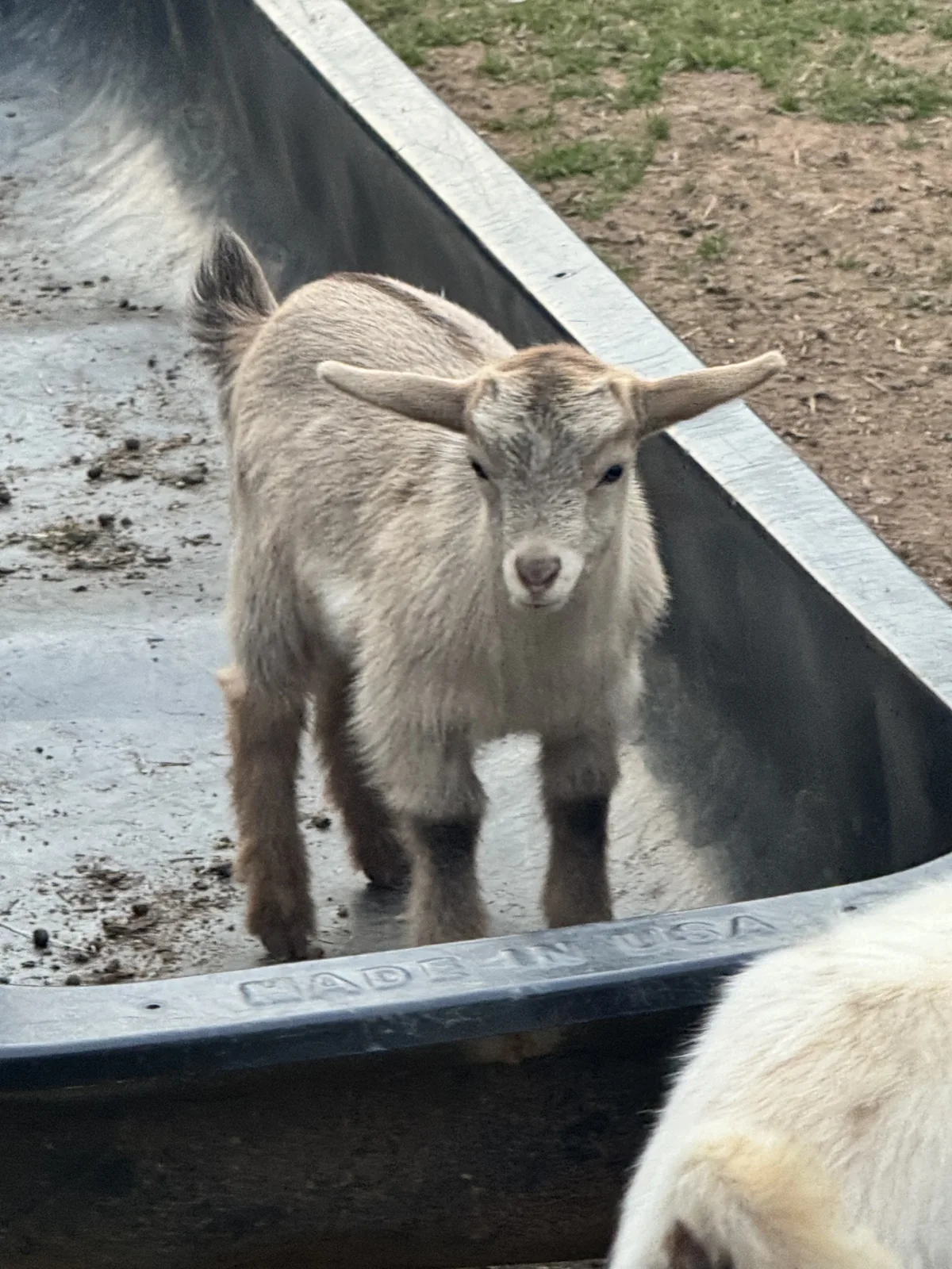 Adorable Nigerian Dwarf Doe Kid - Perfect Addition to Your Herd