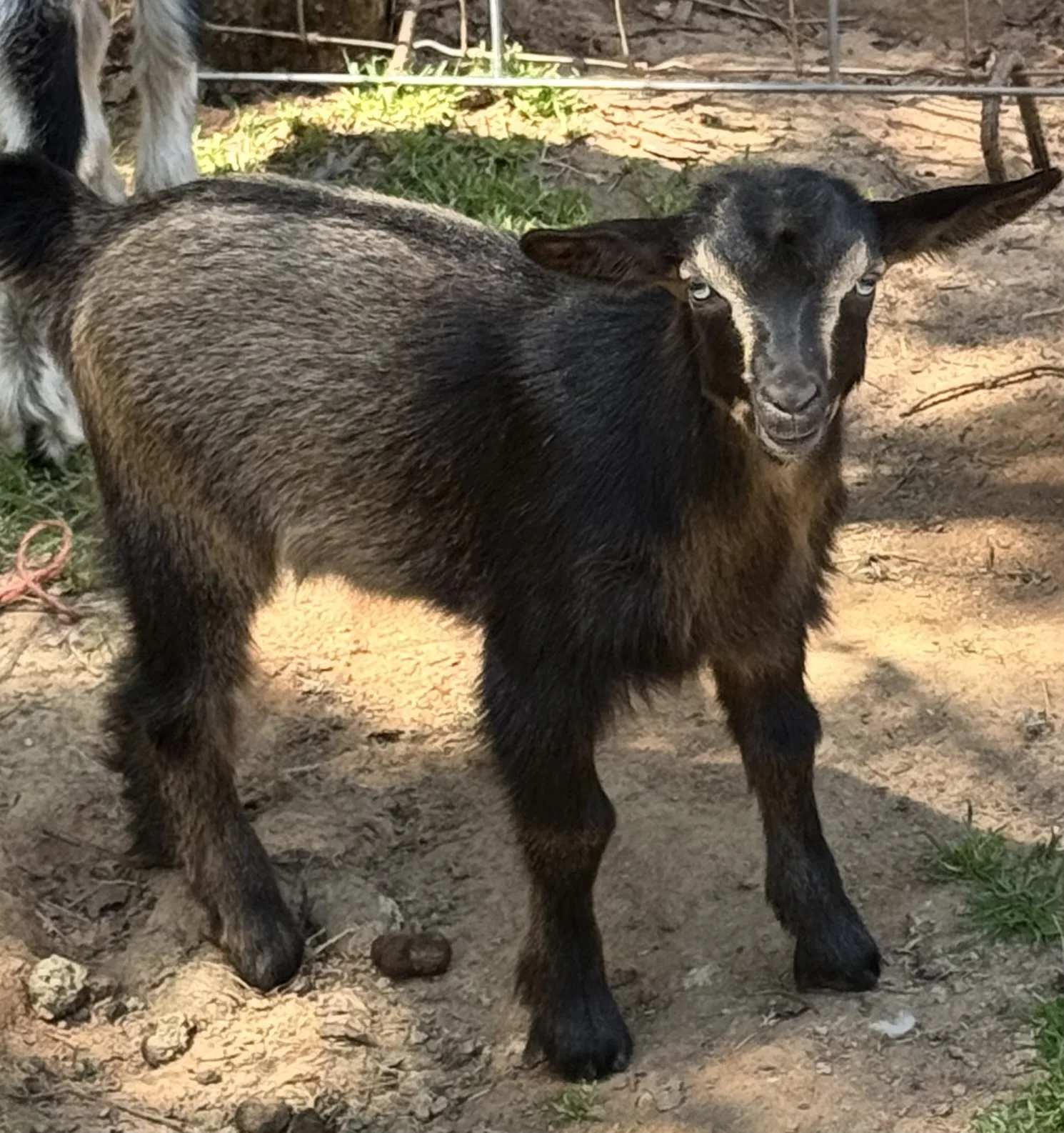 Swap: Khaki (Nigerian Dwarf)