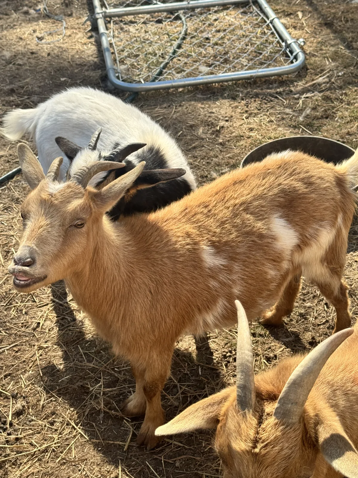 Swap: Bambi (Nigerian Dwarf)
