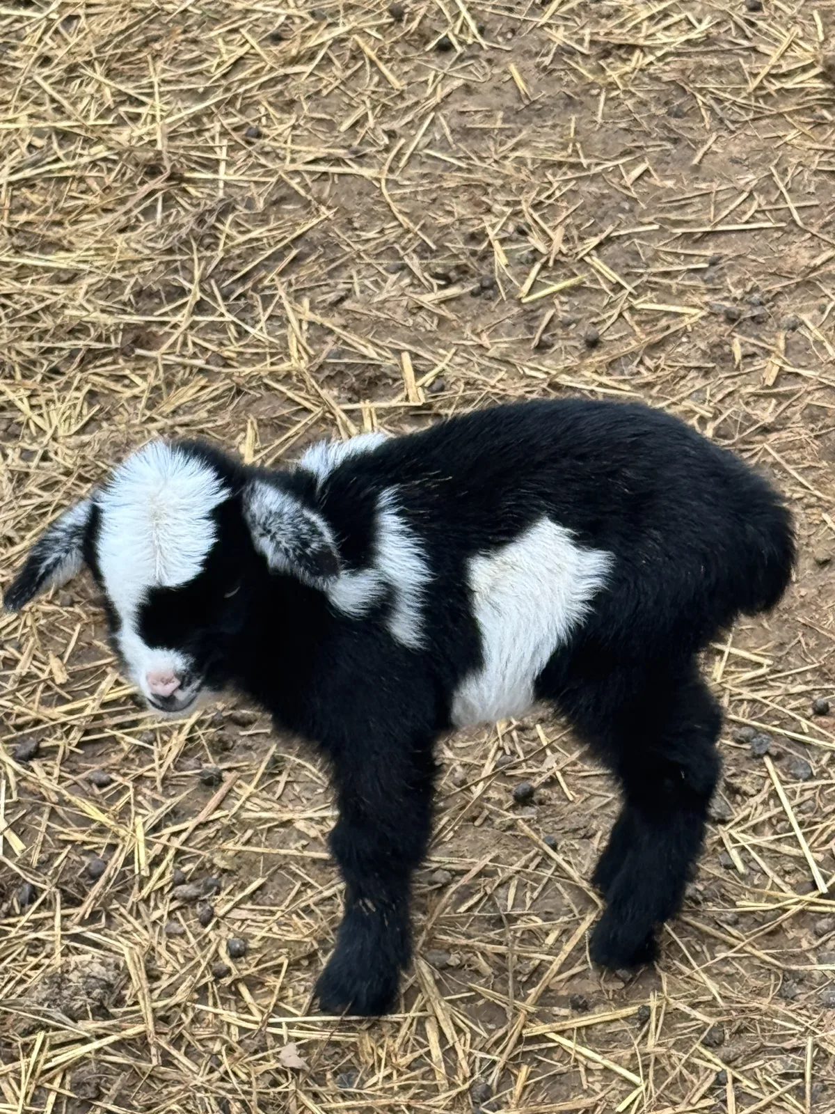 Adorable Nigerian Dwarf Doe Kid - Black & White - Under 1 Month Old