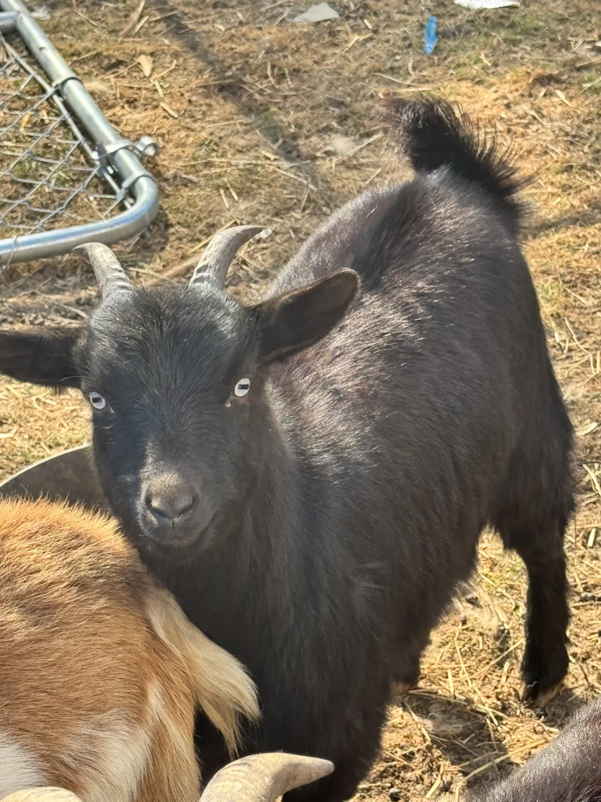 Trading one-year-old Nigerian dwarf wether