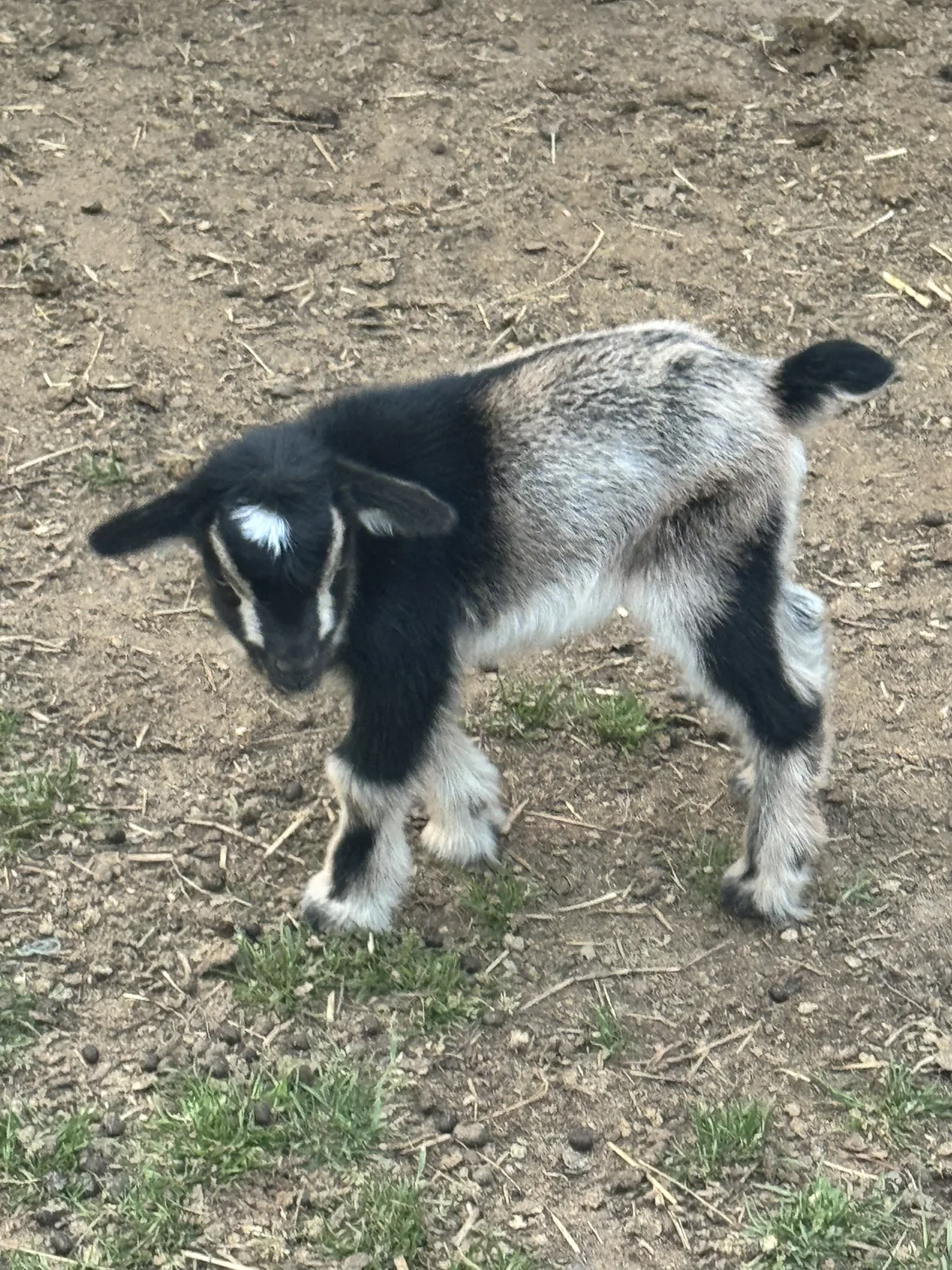 Adorable Nigerian Dwarf Buck Kid - Under 1 Month Old