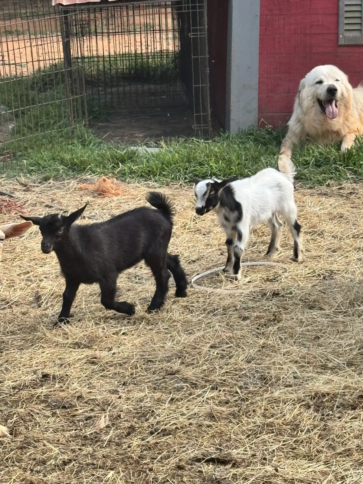 Frick — Goat (Nigerian Dwarf)