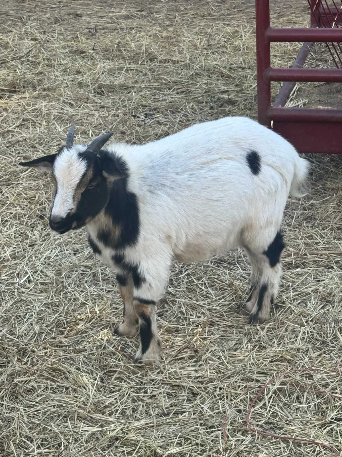 Frack — Goat (Nigerian Dwarf)