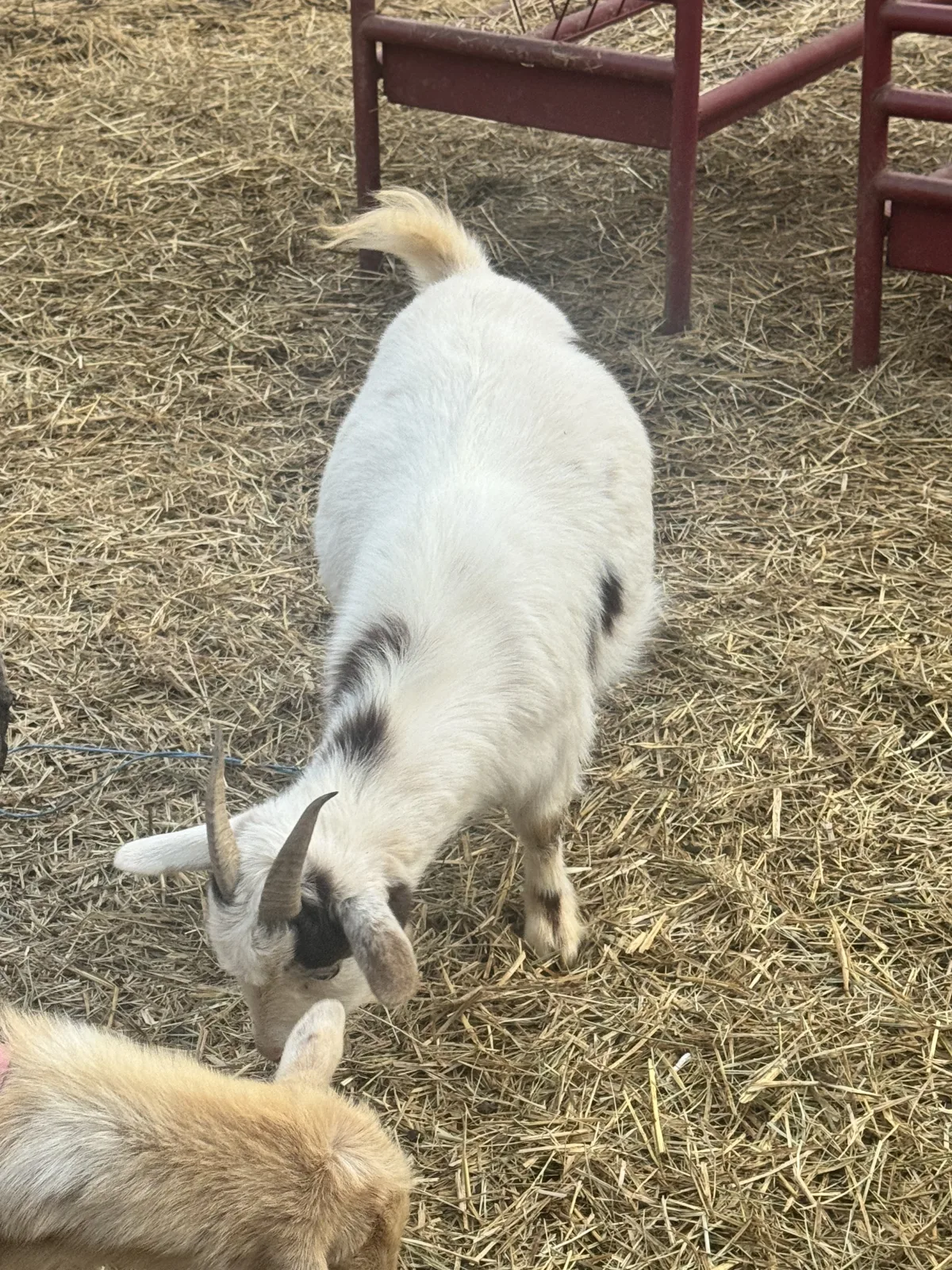 Swap: Dolly (Nigerian Dwarf)