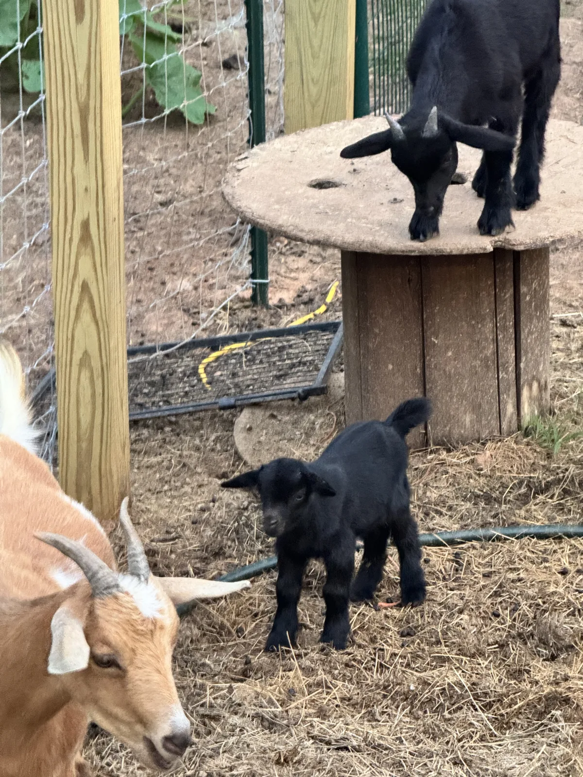Trading one-year-old Nigerian dwarf wether